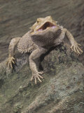 Bearded Dragon, Pogona Barbata, Formerly Amphibolurus Barbatus, Threat Display, Australia Photographic Print by Joe McDonald