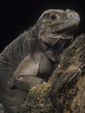 Rhinoceros Iguana, Cyclura Cornuta, an Endangered Species, Haiti and Puerto Rico Photographic Print by Joe McDonald