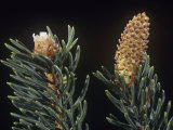Spruce, Picea, Male and Female Cones and Needles Photographic Print by Jerome Wexler