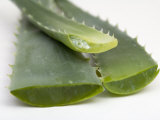 Close Up of Aloe Vera Plant Photographic Print