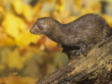 Mink (Mustela Vision), North America Lámina fotográfica por Steve Maslowski Mink (Mustela Vision), North America Lámina fotográfica por Steve Maslowski