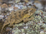 Texas Horned Lizard Photographic Print by Jack Michanowski