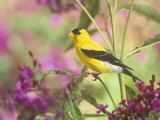 Male American Goldfinch (Carduelis Tristis) on Ironweed (Veronia). North America Photographic Print by Steve Maslowski