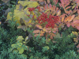 Fall Leaves and Berries of the Mountain Ash, Sorbus Sitchensis, North America Photographic Print by Adam Jones