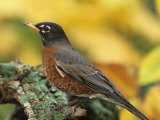 American Robin Male on a Snag (Turdus Migratorius). North America Photographic Print by Steve Maslowski