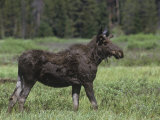 Moose Buck in Velvet, Alces Alces, Yellowstone National Park, Wyoming, USA Photographic Print by Joe McDonald