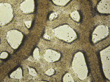 Slime Mold, Physarum Polycephalum, Plasmodium Retreating Photographie par Ken Wagner