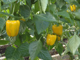 Organic Sweet Peppers, Yellow Variety, Ripening in a Commercial Greenhouse (Capsicum Annuum) Photographic Print by Nigel Cattlin