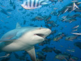 Bull Shark (Carcharhinus Leucas), Fiji Photographic Print by David Fleetham