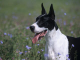 Great Dane Variety of Domestic Dog Photographic Print by Cheryl Ertelt