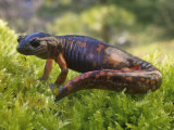 Sierra Nevada Salamander, Ensatina Eschscholtzii Platensis, El Dorado County, California, USA Photographic Print by Gerold & Cynthia Merker