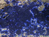 Velvet Blue Spread Mushroom (Pulcherricium Caeruleum), North America Photographic Print by Rob & Ann Simpson