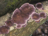 Violet Tooth Mushroom on a Decaying Tree Trunk, Trichaptum Biforme, North America Photographic Print by Jana Jirak