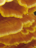 Close-Up of the Chicken Mushroom, Laetiporus Sulphureus, Growing on a Red Oak Tree, North America Photographic Print by Adam Jones