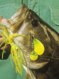 Largemouth Bass and Spinnerbait Photographic Print by Wally Eberhart