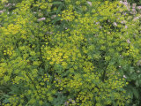 Wild Parsnip in Flower, Pastinaca Sativa Fotografisk trykk av Bill Beatty