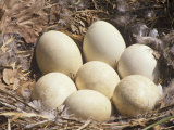 Canada Goose Nest with Seven Eggs, Branta Canadensis, North America Photographic Print by Derrick Ditchburn