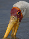Close-Up of a Yellow-Billed Stork Feeding, Mycteria Ibis, East Africa Photographic Print by Arthur Morris