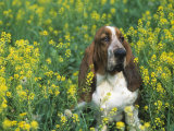Basset Hound Sitting in a Field of Wild Mustard Photographic Print by David Cavagnaro