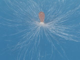Butterfly Weed Milkweed Seed, Ascepias Tuberosa, Being Dispersed by the Wind, Eastern USA Photographie par Jerome Wexler