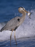 Great Blue Heron (Ardea Herodias) with a Fish That Is Has Speared with its Bill, Florida Coast, USA Photographic Print by Robert Lindholm