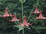 Canada Lily, Lilium Canadense, North America Fotografisk trykk av Bill Beatty