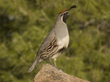 Gambel's Quail Male (Callipepla Gambelii) on a Rock, Sonoran Desert, Arizona, USA Photographic Print by Charles Melton