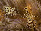 David Fleetham - The Larger of These Two Coleman Shrimp (Periclimenes Colemani) Is the Female, Komodo, Indonesia Fotografická reprodukce