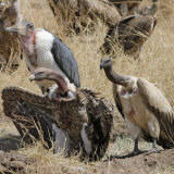 Ruppell's Griffon Vulture (Gyps Rueppellii) and Marabou Stork (Leptoptilos Crumeniferus Photographic Print