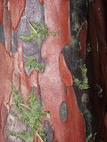 Pacific Yew Tree, Taxus Brevifolia, Close-Up of Bark, Taxus Brevifolia Photographic Print by Guillermo Gonzalez