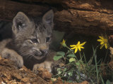 Canada Lynx Kitten, Lynx Canadensis, North America Photographic Print by Joe McDonald