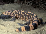 Gila Monster, Heloderma Suspectum, a Poisonous Reptile from the Southwestern Usa Deserts Photographic Print by Jim Merli