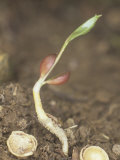 Black Cherry Seedling, Prunus Serotina, Eastern North America Fotografisk trykk av Bill Beatty