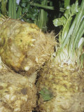 Celeriac, Celery Root (Apium Graveolens Var. Rapaceum) Native to Western, Southern Europe Photographic Print by Ken Lucas