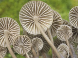 Mycena Mushroom Gills, Mycena Galericulata, Central USA Photographic Print by Gary Meszaros