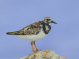 Ruddy Turnstone, Arenaria Interpres, on a Shore Rock. North America Photographic Print by Arthur Morris