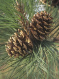 Mature Female or Seed Cones and Needles of the Ponderosa Pine, Pinus Ponderosa, Western USA Photographic Print by Derrick Ditchburn