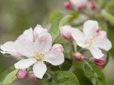 Apple Blossoms and Buds in the Spring Photographic Print