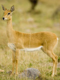 An Oribi on the Savanna, Ourebia Ourebi, East Africa Photographic Print by Joe McDonald