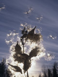 Milkweed Seeds Dispersed by Wind Lámina fotográfica por Wally Eberhart Milkweed Seeds Dispersed by Wind Lámina fotográfica por Wally Eberhart