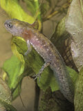 Marbled Salamander Larva with External Gills, Ambystoma Opacum, Eastern North America Photographic Print by Gary Meszaros