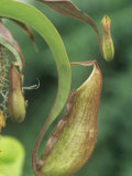 Pitcher Plant, Nepenthes Ventricosa Photographic Print by Adam Jones