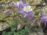 Blue Columbine, Aquilegia Coerulea, Colorado, Usa State Flower Photographie par Doug Sokell