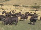 African Buffalo, Syncerus Caffer, Herd in Migration across the Savanna, Masai Mara, Kenya, Africa Photographic Print by Joe McDonald