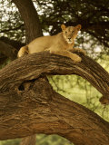 African Lion, Panthera Leo, Resting and Hiding in a Tree, Samburu Game Reserve, Kenya, Africa Photographic Print by Joe McDonald