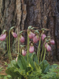 Pink Lady Slipper, Cypripedium Acaule, Orchidaceae, North America Fotografie-Druck von John Bishop