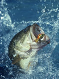 Largemouth Bass Diving for Lure Fotografisk tryk af Wally Eberhart Largemouth Bass Diving for Lure Fotografisk tryk af Wally Eberhart