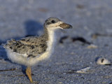 Black Skimmer Chick, Rhynchops Niger, . Southern USA Photographie par Arthur Morris