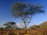 Numerous Weaver Nests in an Acacia Tree in the Savanna of Samburu Game Reserve, Kenya, Africa Photographic Print by Joe & Mary Ann McDonald
