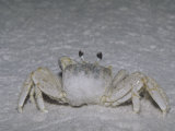 Ghost Crab on a Sandy Beach, Ocypode Quadrata, Florida, USA Photographic Print by Joe McDonald